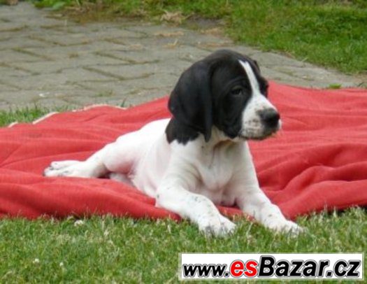 Pointer - štěňata – fotografie 1