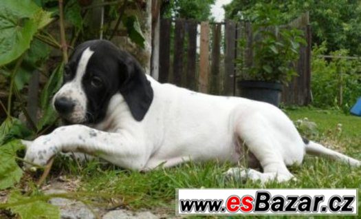 Pointer - štěňata – fotografie 2