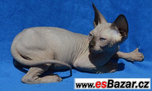 Sphynx kotě s PP k odběru. – fotografie 1