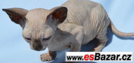 Sphynx kotě s PP k odběru. – fotografie 4