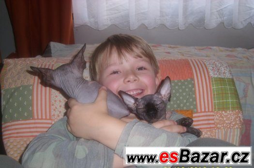 Sphynx kotě - holka s PP k odběru. – fotografie 1