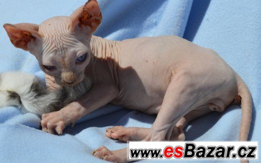 Sphynx kotě s PP,nechovné – fotografie 4