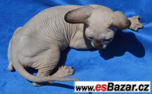Sphynx kluk s PP – fotografie 5