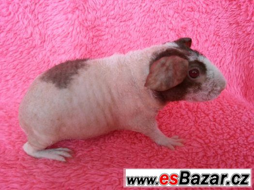 Skinny morče holka NATTY – fotografie 3