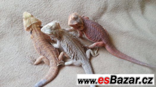 agama 3x – fotografie 2