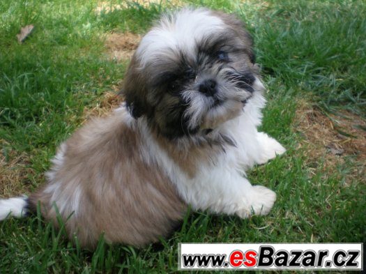 Shih-tzu – fotografie 1