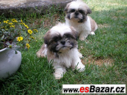 Shih-tzu – fotografie 2