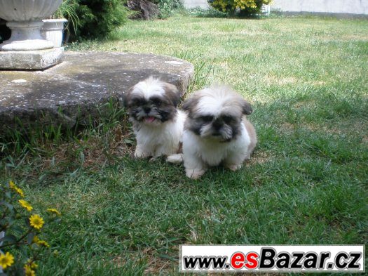 Shih-tzu – fotografie 3