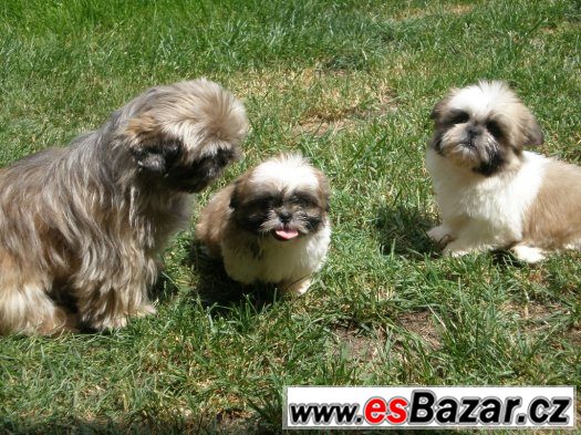 Shih-tzu – fotografie 5