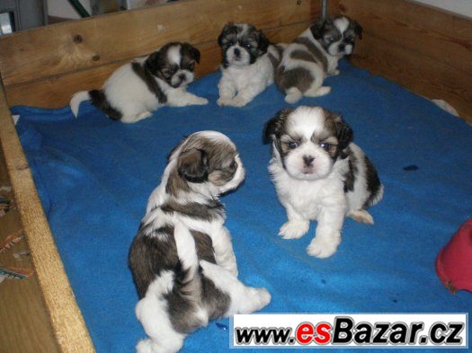 Shih-tzu – fotografie 1