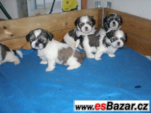 Shih-tzu – fotografie 2