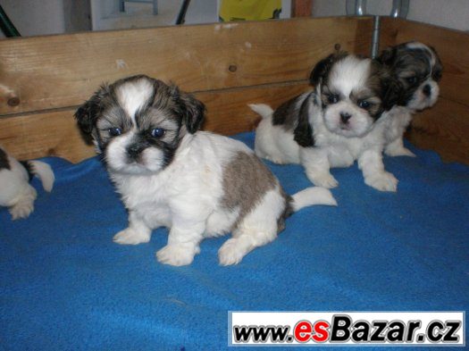Shih-tzu – fotografie 3