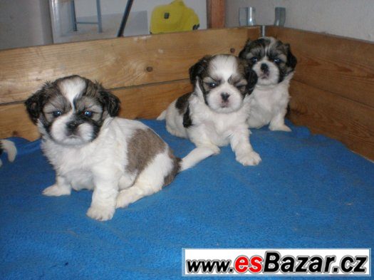 Shih-tzu – fotografie 4