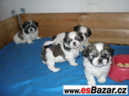Shih-tzu – fotografie 5