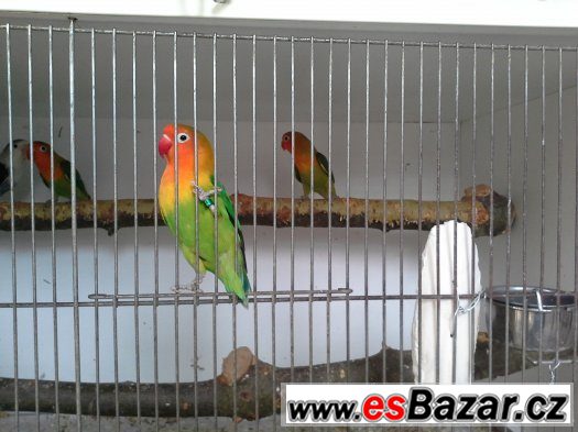 Koupim 1 samce agapornise fisery – fotografie 1