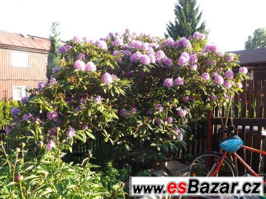 RODODENDRON - AZALKA – fotografie 3
