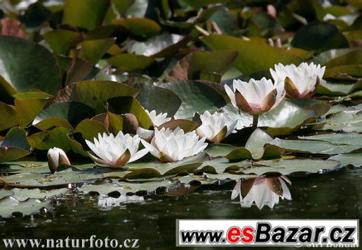 Rostliny do zahradního jezírka – fotografie 2