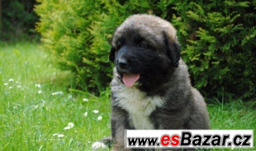 Kavkazský pastevecký pes-štěňata. – fotografie 1