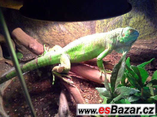 Prodam leguána zeleného samce – fotografie 1