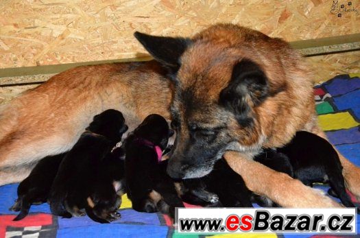 Německý ovčák štěňata s PP – fotografie 2