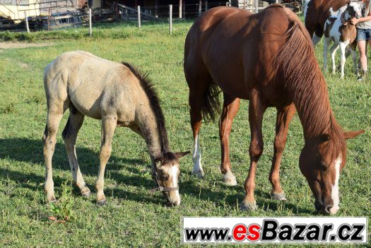Klisna American Paint Horse – fotografie 2