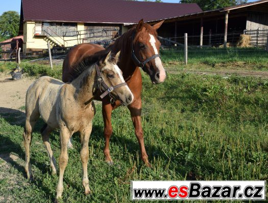 Klisna American Paint Horse – fotografie 4