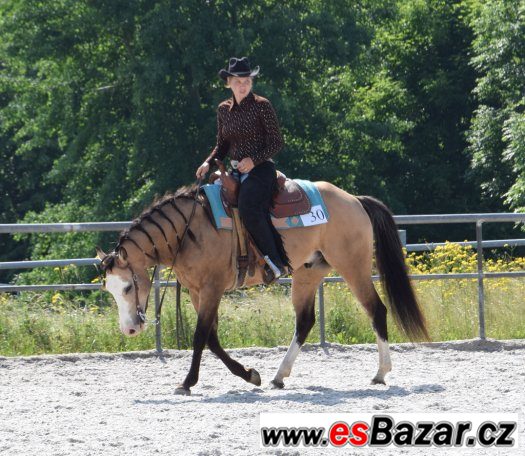 Hřebec American Paint Horse – fotografie 5