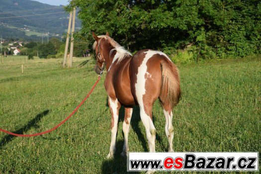 Hřebec American Paint Horse – fotografie 5