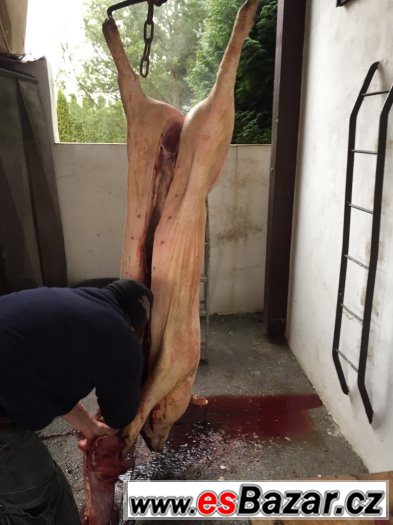 PRODÁM DOMA VYKRMENÉ PRASE NA ZABITÍ Váha 140-150 kg – fotografie 2