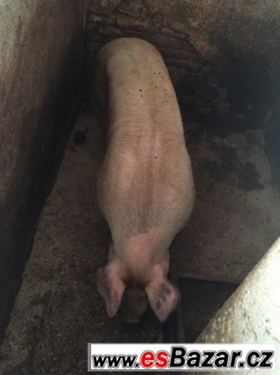 PRODÁM DOMA VYKRMENÉ PRASE NA ZABITÍ Váha 140-150 kg – fotografie 4