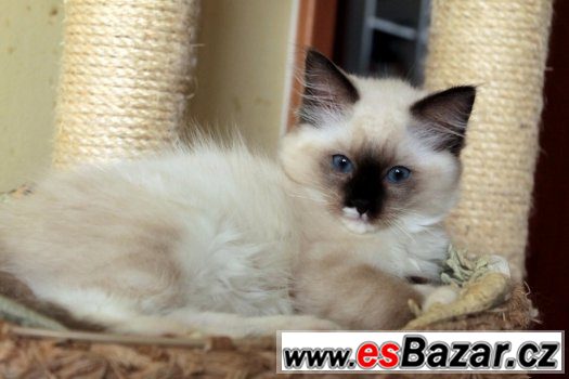 Ragdoll koťátka s PP – fotografie 2