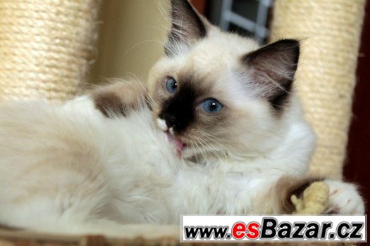 Ragdoll koťátka s PP – fotografie 3