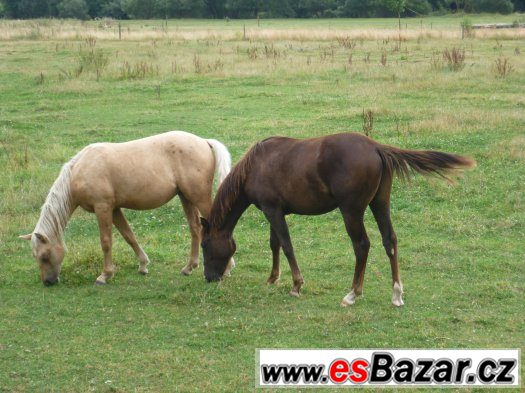 Kříženci QH – fotografie 1