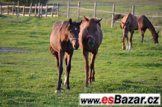 Dva hřebci na prodej 3 a 2 roky – fotografie 1