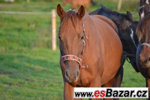 Dva hřebci na prodej 3 a 2 roky – fotografie 5