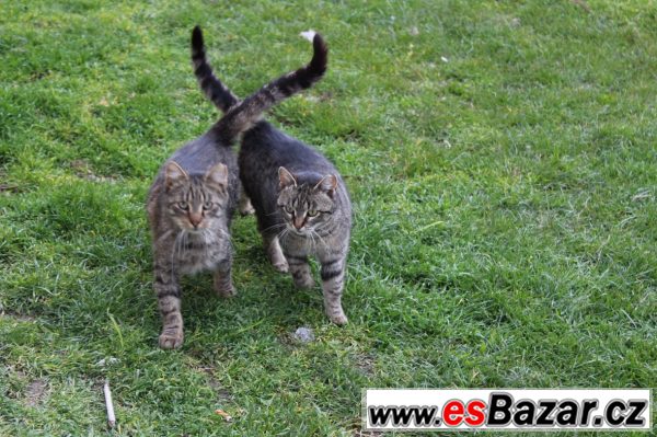 Pořiďte své kočce kamaráda!  – fotografie 5