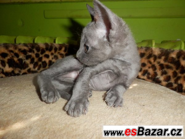 Prodám koťátka cornish rex s PP – fotografie 4