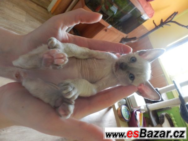 Prodám koťátka cornish rex s PP – fotografie 6