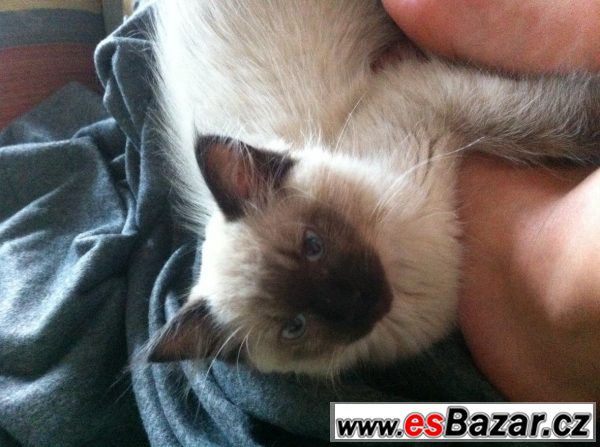 Prodám kotě Ragdoll – fotografie 2