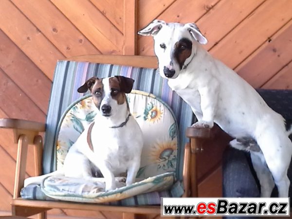 prodám stenata jack russell terier – fotografie 1