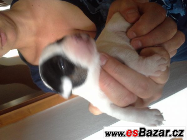prodám stenata jack russell terier – fotografie 2