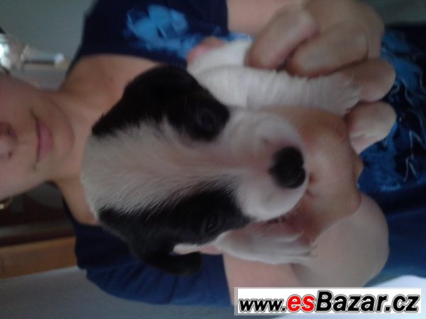 prodám stenata jack russell terier – fotografie 3