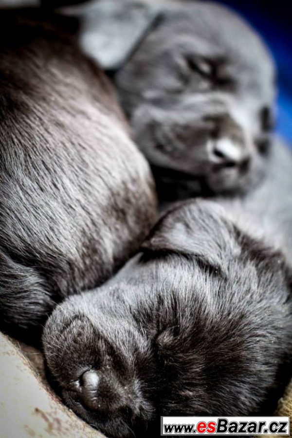 PRODÁM ŠTĚŇÁTKA ČERNÉHO LABRADORA – fotografie 4