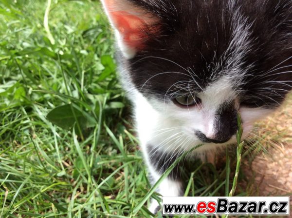 PRODÁM KRÁSNÁ KOŤÁTKA!!!:-) – fotografie 1
