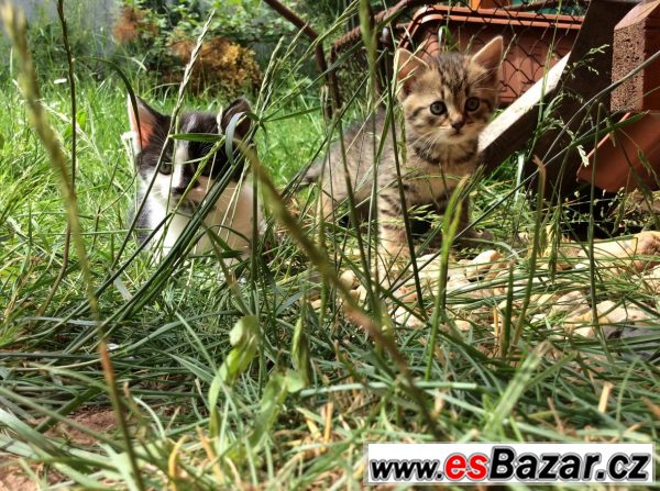 PRODÁM KRÁSNÁ KOŤÁTKA!!!:-) – fotografie 4