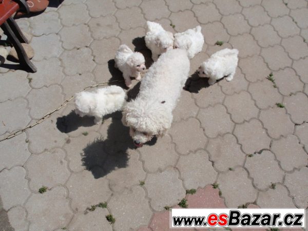 Prodáme štěňátka bišonka frisé – fotografie 5