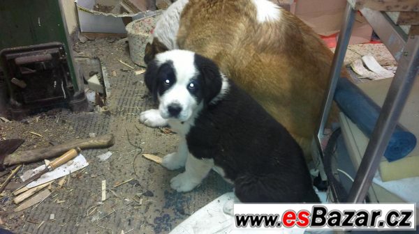 Prodám štěňata středoasijata... – fotografie 2