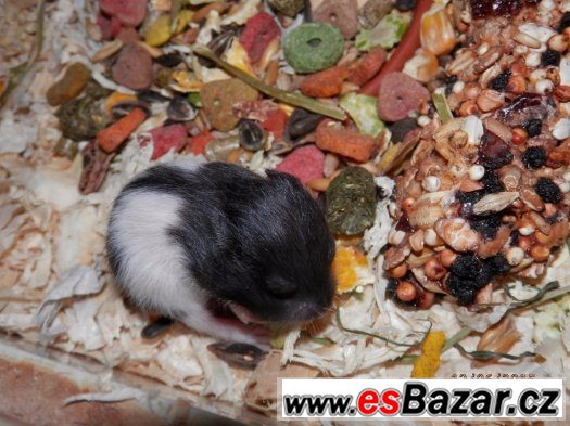 Mláďata křečků syrských – fotografie 5