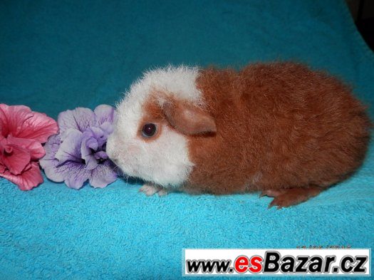 Nabízím mláďátka morčátek s PP – fotografie 1