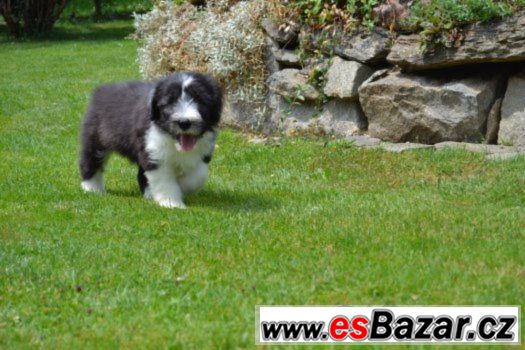Bearded collie s PP – fotografie 2